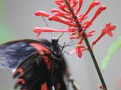 DAILY PHOTO: Butterflies Bohol