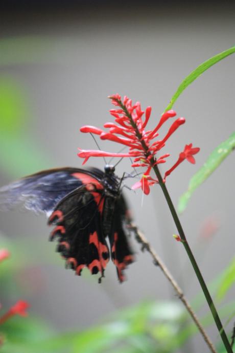 DAILY PHOTO: Butterflies of Bohol