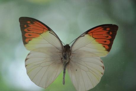 DAILY PHOTO: Butterflies of Bohol