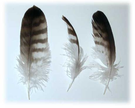 Feathers - Superstitious? Me?