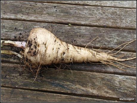 Success with Parsnips (or not)