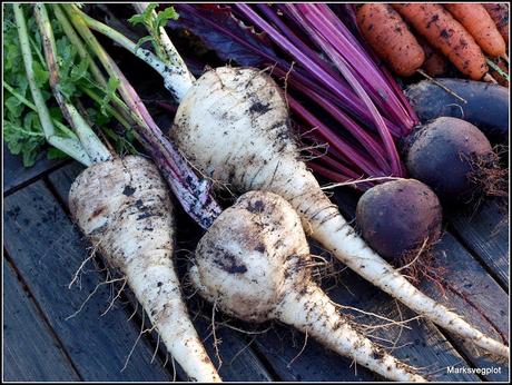 Success with Parsnips (or not)