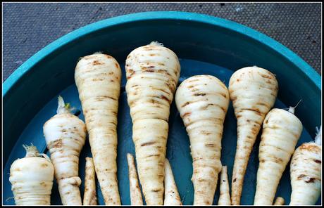 Success with Parsnips (or not)