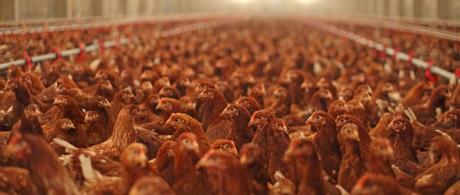 10 things you can do to reduce the threat of Avian Flu