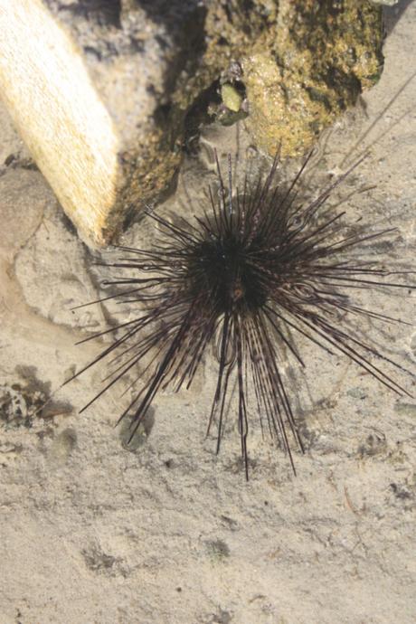 DAILY PHOTO: Urchins