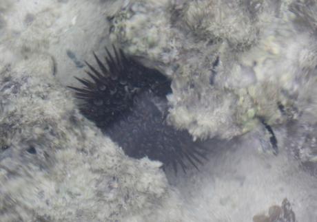 DAILY PHOTO: Urchins