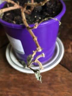 Irritating Plant of the Month January 2018 - the honeymoon ends