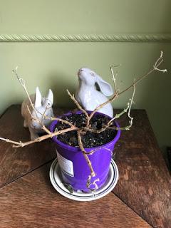 Irritating Plant of the Month January 2018 - the honeymoon ends