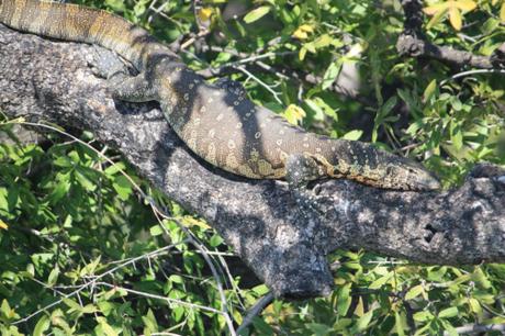 DAILY PHOTO: Out on a Limb