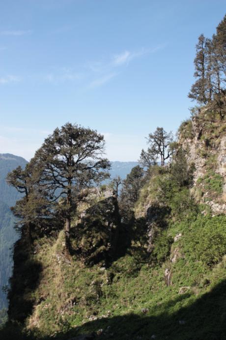 DAILY PHOTO: Tree on a Cliff