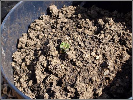 Growing potatoes in containers