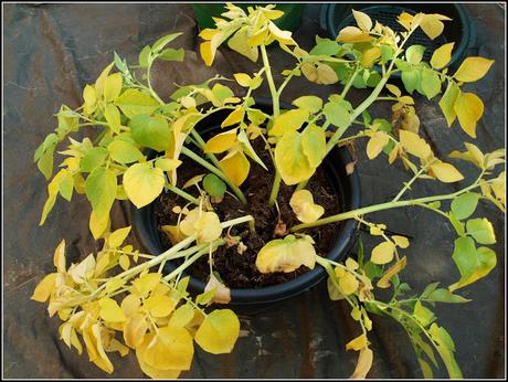 Growing potatoes in containers