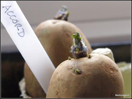 Growing potatoes in containers