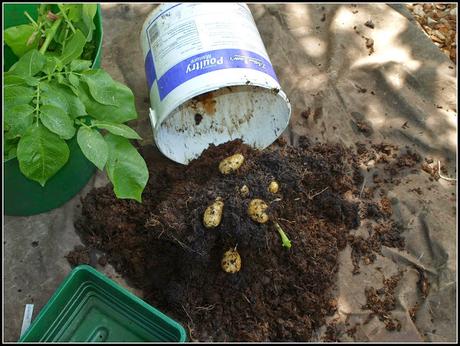 Growing potatoes in containers