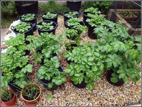 Growing potatoes in containers