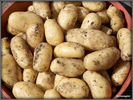 Growing potatoes in containers