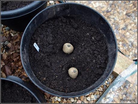 Growing potatoes in containers