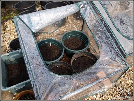 Growing potatoes in containers