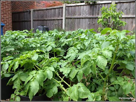 Growing potatoes in containers