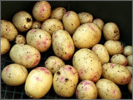 Growing potatoes in containers