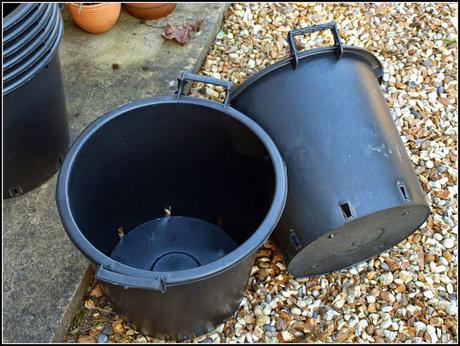 Growing potatoes in containers