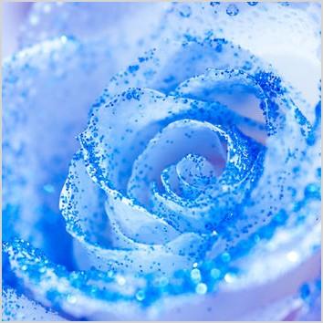 elsa blue glitter rose wall art frozen children 39 s bedroom photography decor