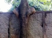 Friendly Tree #ThursdayTreeLove