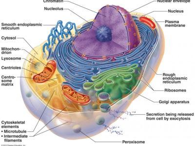 The powerhouses of the cell and human diseases