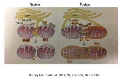 The powerhouses of the cell and human diseases