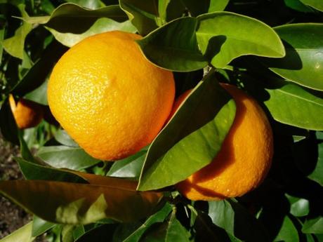 It’s Seville orange time