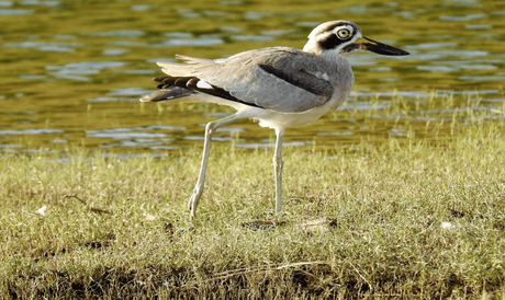 Great Thick-knee at Chambal river sanctuary