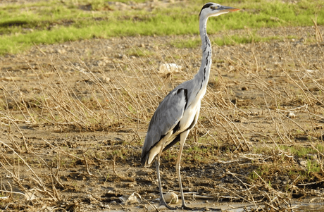 Crane spotted at Chambal river sanctuary