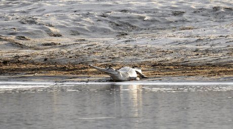 Gharial at the Chambal river sanctuary