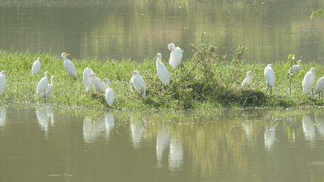 Egrets at the Chambal river sanctuary