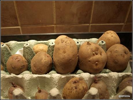 Seed-potatoes