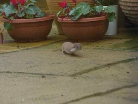 Weasel in my Shropshire garden
