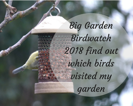 Big Garden Birdwatch results which birds visited my garden