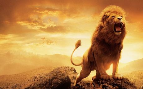 क्या आप जानते है एक शेर की दहाड़ को दूर 8 किमी से सुना जा सकता है। Image result for lion
