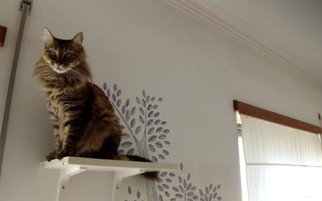 How to make a DIY Cat Wall Tree | Easy Best1x DIY Project