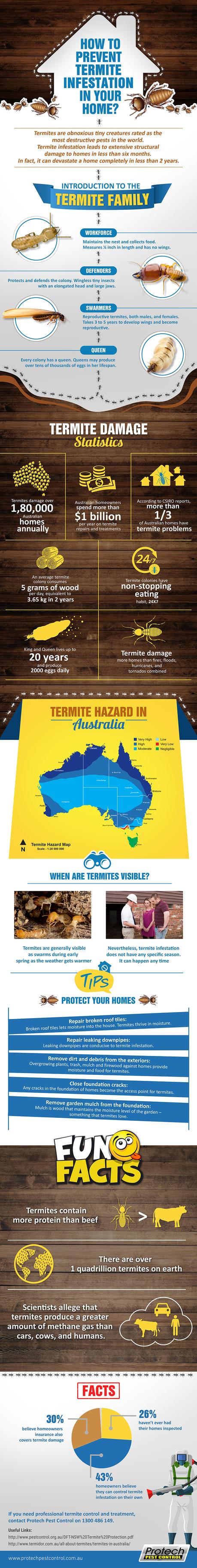 How To Prevent Termite Infestation In Your Home? infographic