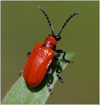 how do i keep the red lily leaf beetle from destroying my lilies