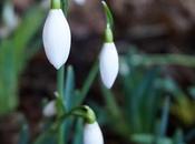 Snowdrops Have Superpowers
