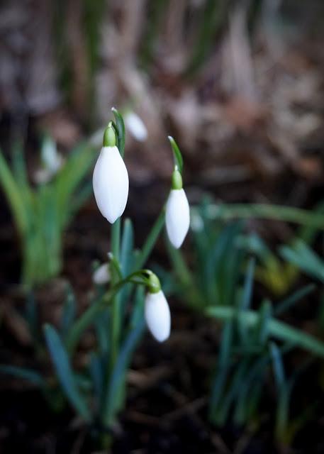 Snowdrops have superpowers
