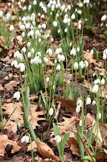 Snowdrops at Holme Pierrepont Hall