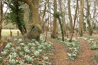 Snowdrops at Holme Pierrepont Hall