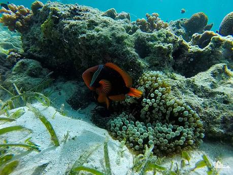 Colorful anemone fish guarding its anemone home