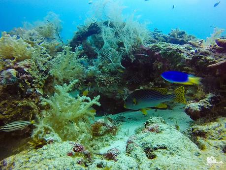 Matured Sweetlips and a blue damselfish