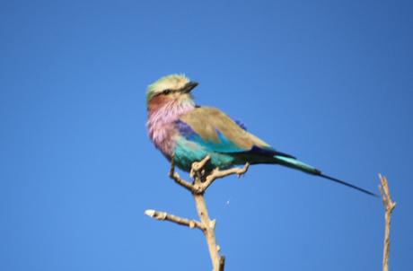 DAILY PHOTO: Lilac-Breasted Roller