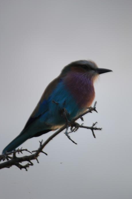 DAILY PHOTO: Lilac-Breasted Roller