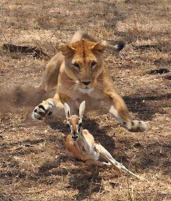 Image result for lion jumping in a hunt